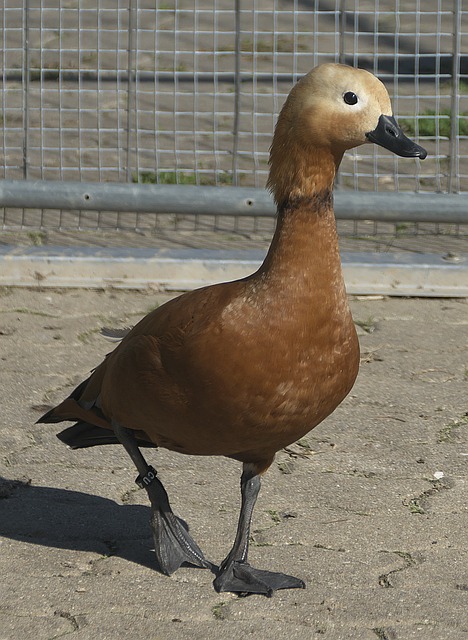 丹尼斯 丹尼斯